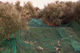 La Recolte D Olives Pendant Decembre 2015 Polyrrrhenia Crete Grece Olive Tree Chania Natural Landmarks
