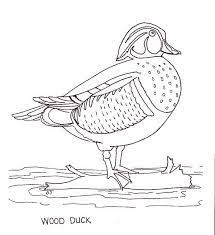 Get inspired by these best picks. Wood Duck Drawings Google Search Dinosaur Coloring Pages Animal Coloring Pages Coloring Pages