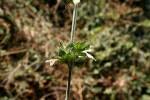 Image result for Dicliptera minor