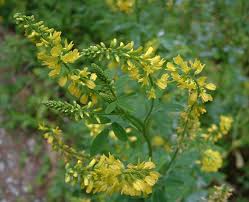 Image result for Afrosolen setifolius