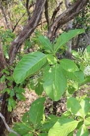 Image result for Pavetta cataractarum