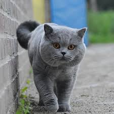 British Shorthair Cat In 2020 British Shorthair Cats British Shorthair British Shorthair Breeders
