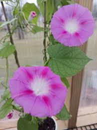 Image result for Ipomoea ephemera