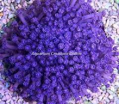 Provided all their requirements are met, they colony can grow to about 7 to 9 inches. Purple Flower Pot Coral Aquarium Creations Online