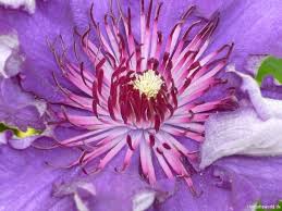 Tourbillon rouge has deep pink flowers that grade to pale pink, almost white at the margins. Clematissorten Clematisworld