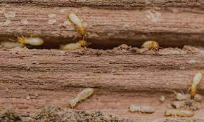 Since their founding, they have grown to be able to work for a variety of residential. What You Need To Know Gold Country Termite Control