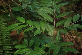 Image result for Trilepisium madagascariense
