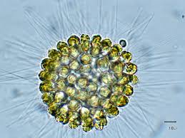 Image result for Phyllorachis