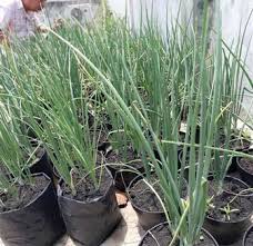 Cara menanam benih bawang merah yakni dengan cara membenamkan seluruh bagian. 7 Cara Menanam Bawang Merah Di Rumah Dalam Pot
