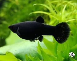 Image of Black Molly fish