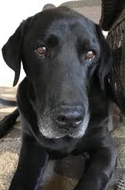 San diego's second chance dog rescue. Labradors And Friends Dog Rescue Group 18 Photos 60 Reviews Pet Services 2307 Fenton Pkwy San Diego Ca Phone Number