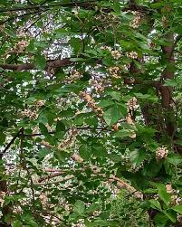 Image result for Millettia pinnata