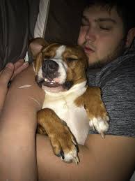 Two sleeping beauties Lucy and Diego this is my neighbours Jenny Louise and  my puppies how cute are they 😍