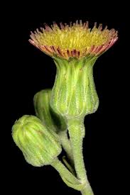 Image result for Sonchus wilmsii