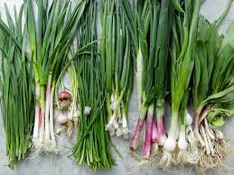 Green onions (bunching onions, scallions, and spring onions) are allium fistulosum (or in uncommon cases allium cepa), and chives are allium schoenoprasum. A Beginner S Guide To Spring Alliums The Best Early Taste Of Spring