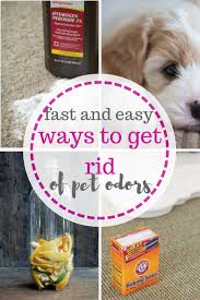 Cleaning Cleaning Hacks Pet Cleaning Hacks Pet Care Tips And Tricks How To Care For Pets Pet Care Hacks And Tips Pet Odors Pet Cleaning Pet Odor Remover