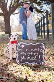 Get your pick of the litter at dorothy's perfect pets in marshall, tx. Engaging Tails Apollo The Dalmatian Puppy Daily Dog Tag