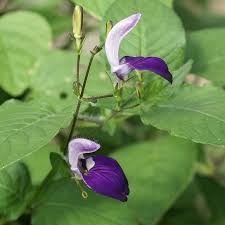 Image result for Brillantaisia lamium