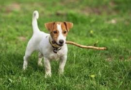 Læs mere her og få tips og tricks til din hund der ikke fælder: Navne Til Kortharede Hunde My Animals