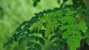 Cara Memasak Daun Kelor Yang Enak Menjadi Sayur Bening Moringa Leaf Powder Moringa Leaves Leafy Vegetables