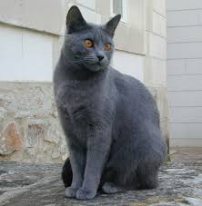 Image result for chartreux