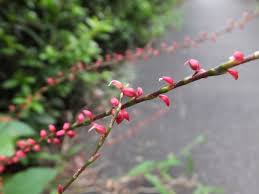 水引 ミズヒキ とは 植物としての特徴や種類を紹介 花言葉は Botanica