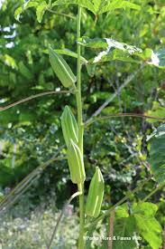 Image result for Abelmoschus