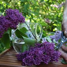 Flieder Syringa Vulgaris Andenken An Ludwig Spath Purpurrote Flieder Flieder Premium Fliedertraum Ideer