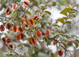 Image result for Combretum hereroense