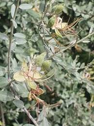 Image result for Cadaba farinosa