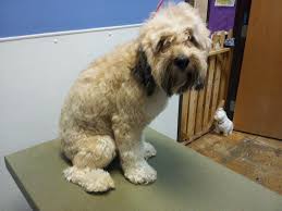 The Writing Groomer Wheatens