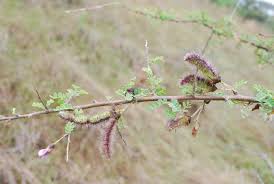 Image result for Ormocarpum trichocarpum
