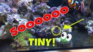 Check spelling or type a new query. I Finally Found Them Teeny Tiny Saltwater Fish Youtube