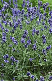 If yes then these chair planter ideas will interest you for sure. Sweet Romance Lavender Purple Plants Autumn Flowering Plants Lavender Plant
