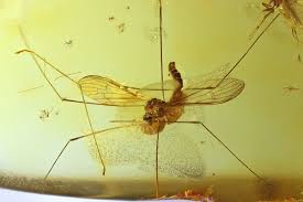 Image result for Trichoneura