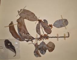 Image result for Manilkara obovata