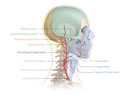 How many carotid arteries are there? Overview Of The Head And Neck Region Amboss