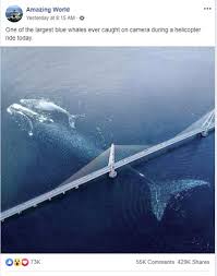 Photo Shows Large Blue Whale Swimming Under Bridge Fact Check Thatsnonsense Com Blue Whale Facts Whale Whale Facts