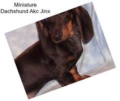 Dachshund puppies for sale and dogs for adoption in minnesota, mn. Miniature Dachshund Puppies For Sale In Minneapolis Agriseek Com
