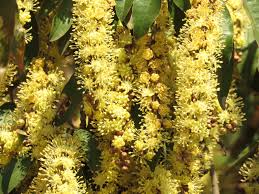 Image result for Croton gratissimus