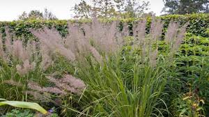 Es gibt sie in allen möglichen farben und formen. Die 10 Imposantesten Graser Im Garten Garten Diybook At