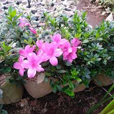 Maybe you would like to learn more about one of these? Jual Tanaman Hias Asaliah Benih Tanaman Bunga Cantik Tanaman Hias Taman Kab Bandung Barat Adeherbalstore Tokopedia