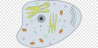 Sel hewan dan sel tumbuhan png. Sel Tumbuhan Hewan Sel S Sel Hewan Png Pngegg