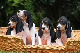 Image result for bernský honič