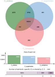 Image result for Magnistipula sapinii