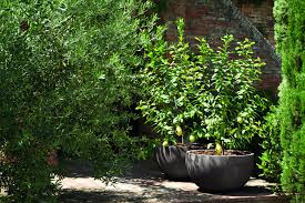 This Myda Terracotta Pot Looks Beautiful With This Planted Citrus This Planter Is A Favorite With Mid Century Garden Design Terracotta Planter Terracotta Pots