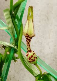 Image result for Ceropegia haygarthii