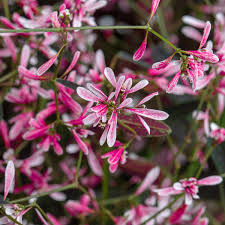 Image result for Euphorbia hypericifolia