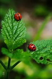 Ladybugs Coccinelle Porte Bonheur Animaux