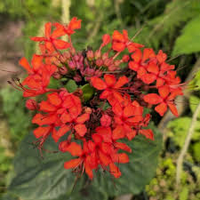 Image result for Clerodendrum splendens